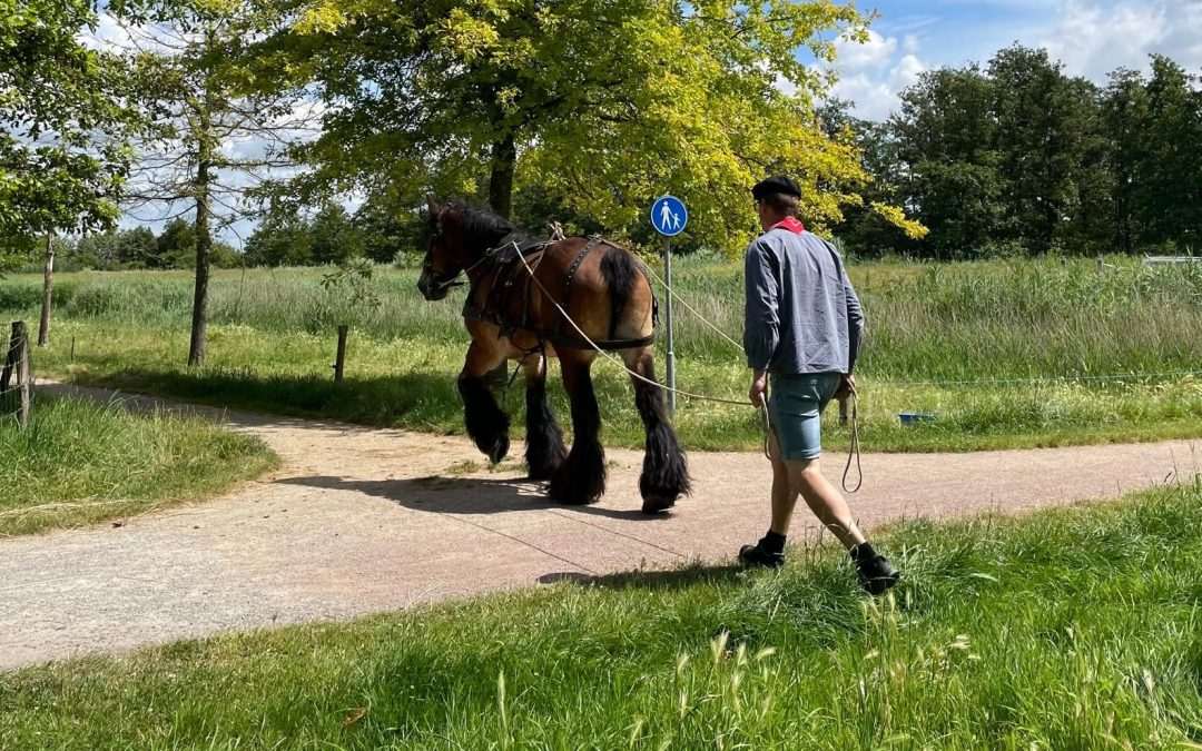 De Paarden hebben het druk